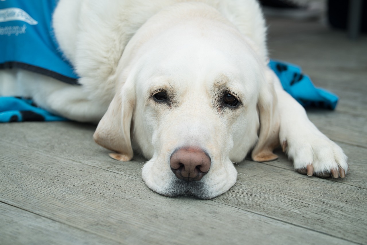 Min hund strinter i hjemmet – Sådan fixer problemet Izabelcamille Nyhedsblog